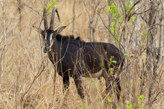 Hippotragus niger kirkii
