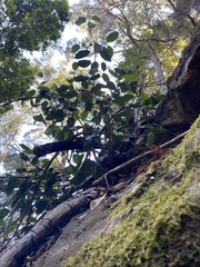 Ficus rubiginosa