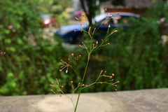Talinum paniculatum