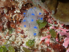 Clavelina pseudobaudinensis