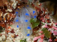Clavelina pseudobaudinensis