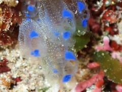 Clavelina pseudobaudinensis