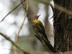Picus vittatus
