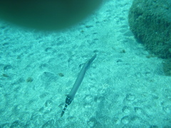 Aulostomus strigosus