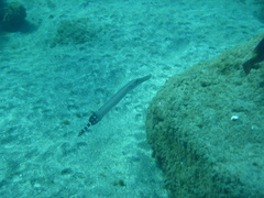 Aulostomus strigosus