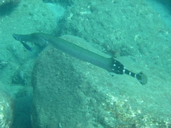 Aulostomus strigosus