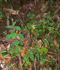 Peperomia leptostachya