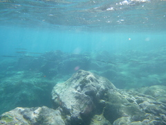 Platybelone argalus
