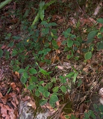 Peperomia leptostachya