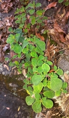 Peperomia leptostachya