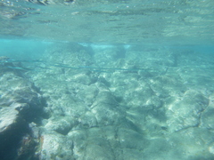 Platybelone argalus