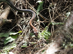 Dendrelaphis caudolineatus