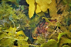 Heteroscarus acroptilus