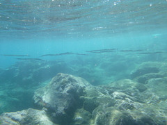 Platybelone argalus