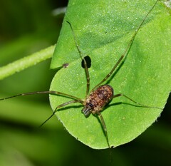 Dicranopalpus larvatus