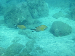 Chromis limbata