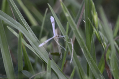 Stenoptilia zophodactylus