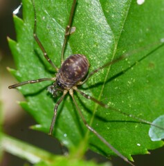Dicranopalpus larvatus
