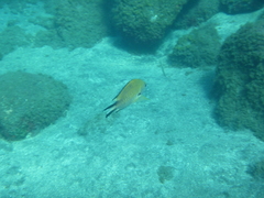 Chromis limbata