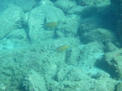 Chromis limbata