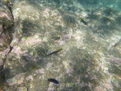 Ophioblennius atlanticus