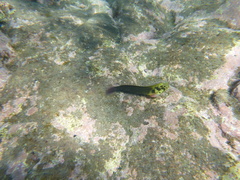 Ophioblennius atlanticus