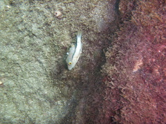 Canthigaster capistrata