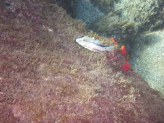 Canthigaster capistrata