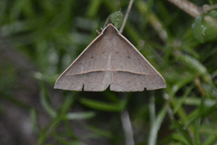 Epidesmia chilonaria