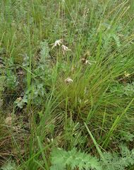 Scorzonera purpurea