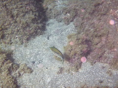 Canthigaster capistrata