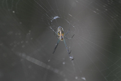 Leucauge dromedaria