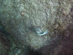 Canthigaster capistrata