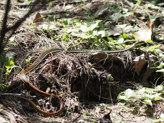 Dendrelaphis caudolineatus