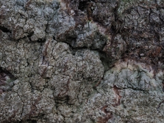 Pertusaria coronata