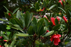Camellia azalea