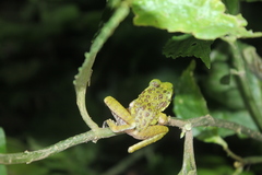 Sumaterana crassiovis