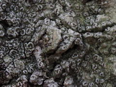 Pertusaria hymenea