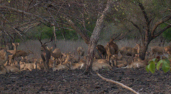 Rusa timorensis