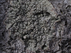 Pertusaria pertusa