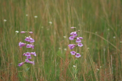 Penstemon grandiflorus