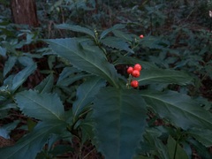 Sarcandra glabra