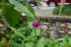 Gomphrena globosa