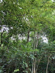 Galeopterus variegatus