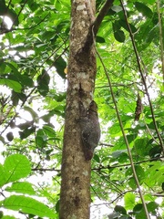 Galeopterus variegatus