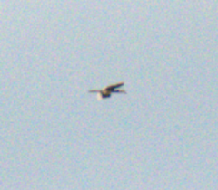 Anthracoceros albirostris