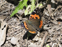 Vanessa vulcania