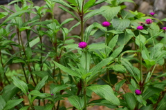 Gomphrena globosa