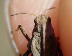 Tetrix undulata