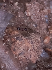 Pheidole rogersi taylori